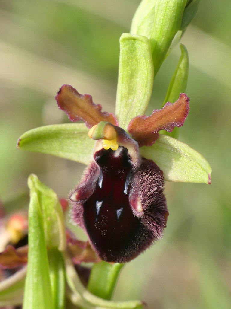 Ophrys promontorii e forme variabili  Lazio e Abruzzo aprile e maggio 2018